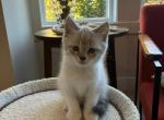 Simo Scott - Scottish Straight Kitten For Sale - 