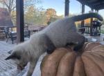 Myra - Siamese Kitten For Sale - Theodosia&comma; MO&comma; US