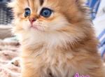 Ava British longhair - British Shorthair Kitten For Sale - Matthews&comma; NC&comma; US
