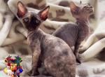 Minerva - Devon Rex Kitten For Sale - Spokane&comma; WA&comma; US