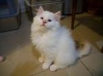 Persian Doll - Persian Kitten For Sale - Havre De Grace&comma; MD&comma; US
