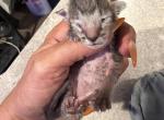 2 male osh - Oriental Kitten For Sale - Cassatt&comma; SC&comma; US