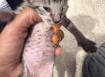 3  OSH girls - Oriental Kitten For Sale - Cassatt&comma; SC&comma; US