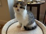 Moshi Scott - Scottish Straight Kitten For Sale - 
