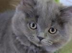 Honey - British Shorthair Kitten For Sale - Monticello&comma; KY&comma; US