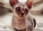 Albus - Devon Rex Kitten For Sale - Spokane&comma; WA&comma; US