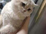 Jack - British Shorthair Cat For Sale - Basking Ridge&comma; NJ&comma; US