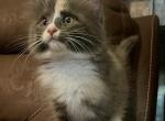 lotties litter - Siberian Kitten For Sale - 