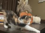 Lenny - Siberian Kitten For Sale - NY&comma; US