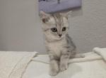 Song - Scottish Straight Kitten For Sale - Commerce City&comma; CO&comma; US