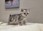 Song - Scottish Straight Kitten For Sale - Commerce City&comma; CO&comma; US