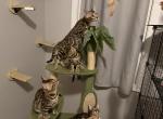 Bengal Kittens - Bengal Kitten For Sale - Bristol&comma; CT&comma; US