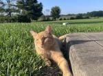 Cinnamon - Domestic Cat For Sale - Seville&comma; OH&comma; US