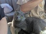 Jeorge - Russian Blue Kitten For Adoption - Southaven&comma; MS&comma; US