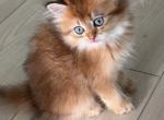 Aslan semi longhair male with blue eyes not DBE - British Shorthair Kitten For Sale - Matthews&comma; NC&comma; US