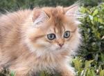Aslan semi longhair male with blue eyes not DBE - British Shorthair Kitten For Sale - Matthews&comma; NC&comma; US