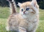 Archie Cobby Type - British Shorthair Kitten For Sale - Matthews&comma; NC&comma; US