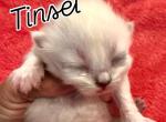 Tinsel - Himalayan Kitten For Sale - Quincy&comma; IN&comma; US