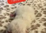 Twinkle - Himalayan Kitten For Sale - Quincy&comma; IN&comma; US