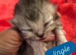 Jingle - Himalayan Kitten For Sale - Quincy&comma; IN&comma; US
