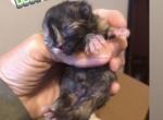 Mistletoe the Tortie - Himalayan Kitten For Sale - Quincy&comma; IN&comma; US