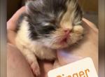 Ginger the Calico - Exotic Kitten For Sale - Quincy&comma; IN&comma; US