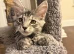 Tabby Polydactyl Male - Maine Coon Kitten For Sale - Chapel Hill&comma; NC&comma; US