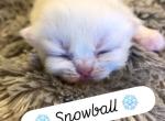 Snowball - Himalayan Kitten For Sale - Quincy&comma; IN&comma; US