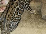 Male Female Brown Bengal Kittens - Bengal Kitten For Sale - MI&comma; US