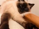 Malina - Ragdoll Kitten For Sale - Lindenhurst&comma; NY&comma; US