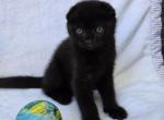 Blacky - Scottish Fold Kitten For Sale - Charlotte&comma; NC&comma; US
