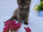 Brownie - Scottish Straight Kitten For Sale - Charlotte&comma; NC&comma; US