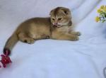 Ellie - Scottish Fold Kitten For Sale - 