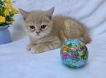 Fluffy - Scottish Straight Kitten For Sale - Charlotte&comma; NC&comma; US