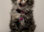 Bella - Norwegian Forest Kitten For Sale - Bolingbrook&comma; IL&comma; US