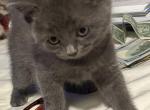 Blue - British Shorthair Kitten For Sale - Arroyo Grande&comma; CA&comma; US