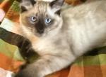 Tootsie Two and Kojai Bear - Balinese Kitten For Sale - 