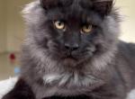Elite Best Maine coon istanbul Turkiye - Maine Coon Kitten For Sale - Naples&comma; FL&comma; US
