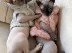 Moana - Sphynx Kitten For Sale - Los Angeles&comma; CA&comma; US