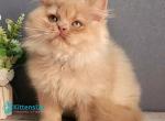 Felix - British Shorthair Kitten For Sale - Pembroke Pines&comma; FL&comma; US