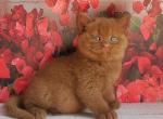 Izum - British Shorthair Kitten For Sale - Norwalk&comma; CT&comma; US