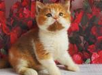 Iriska - British Shorthair Kitten For Sale - Norwalk&comma; CT&comma; US