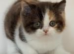 Hikari - British Shorthair Kitten For Sale - Norwalk&comma; CT&comma; US