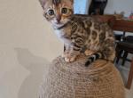 Lola - Bengal Kitten For Sale - Hollywood&comma; FL&comma; US