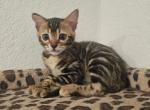 Penut - Bengal Kitten For Sale - Hollywood&comma; FL&comma; US