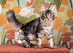 Owen - Maine Coon Kitten For Sale - 
