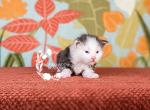 P Litter - Maine Coon Kitten For Sale - Brandon&comma; MI&comma; US