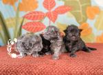 Q Litter - Maine Coon Kitten For Sale - Brandon&comma; MI&comma; US