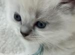 RESERVED Summa - Ragdoll Kitten For Sale - Columbia&comma; MD&comma; US