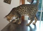 Bailey's litter - Bengal Kitten For Sale - Spring Grove&comma; PA&comma; US